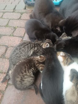 Daruji koťata - 6