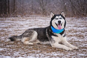 Puma hledá domov - 6