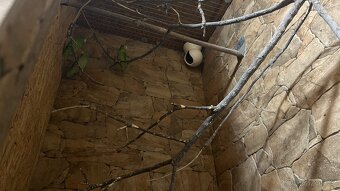 Papoušíček vrabčí a šedokřídlý. - 6