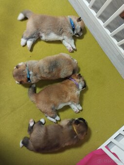 Štěňata Akita inu - 6