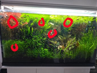 Prodám akvarijní rostliny (Rotala hra, mech, BUCEPHALANDRA - 6