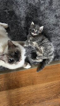 Jedinečné šedivé kotě Ragdoll hledá svůj nový domov 🐾 - 6