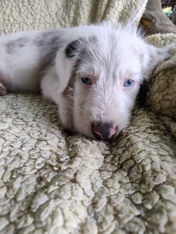 🐶 Štěňátka – kříženci s původem po australském ovčákovi - 6