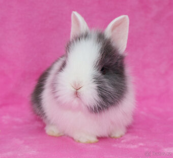 Zakrslý krátkouchý králíček WO sameček - 6