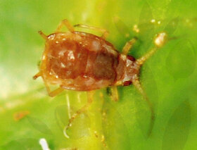 Tabákový postřik na škůdce rostlin - 6