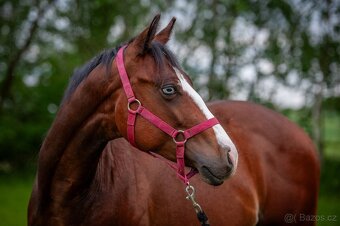 Krásný a ultra hodný QH hřebec, TOP původ reining,cowhorse - 6