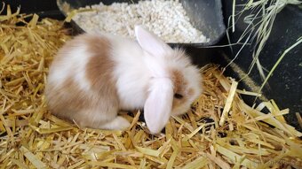 🐇🐰 Zakrslý beránek – mláďata k rezervaci - 6