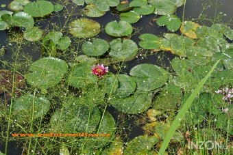 vodní rostliny bahenní rostliny - 6