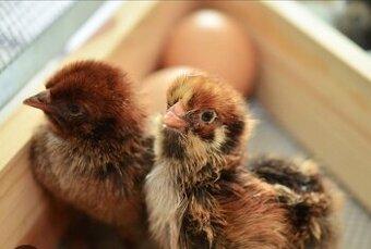 Slepice vlaška koroptví - 6