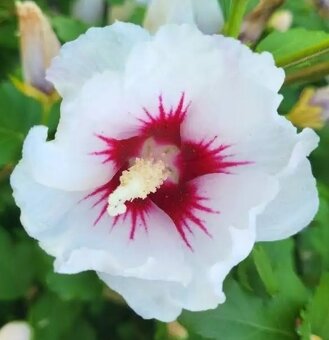 Ibišek Syrský, květ bílé barvy - Semena - 6