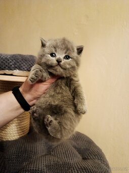 Britská krátkosrstá modrá s PP - 6