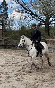 Pony A prodej - valach, 8 let - 6