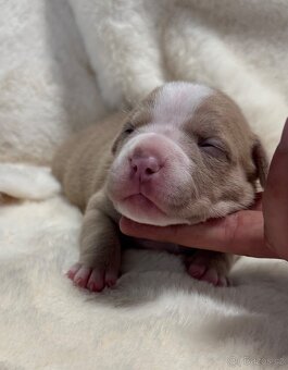American Bully Classic/ Standard - 6