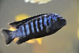 Tlamovci malawi + tanganika - 6