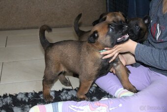 Belgický ovčák malinois s PP - 6