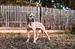 Cane corso fena s PP - import Rumunsko - 6