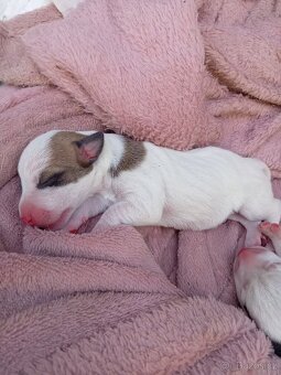 Jack russel teriér (pes) - 6