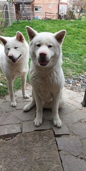 Akita Inu bílá štěňata - 6