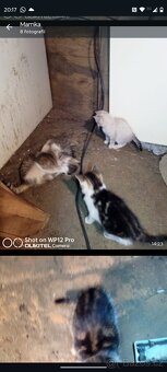 Darujeme koťátka - do dobrých rukou - 6