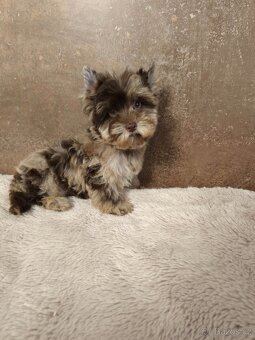 Jorkširský teriér štěňátka s pp - 6