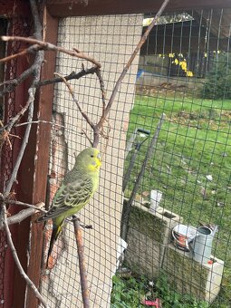 Andulka vlnkovaná - 6