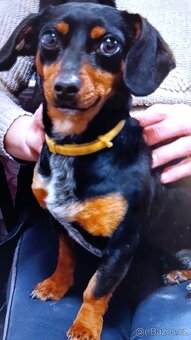 Jezevčík štěně - 6