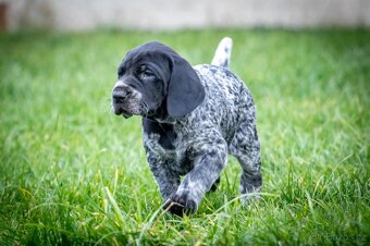 Štěňata - německý krátkosrstý ohař - 6