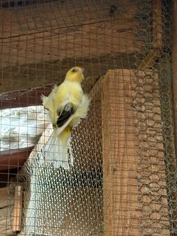 Kanár severní Holanďan - 6