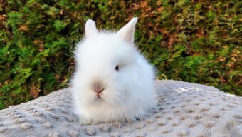 Zakrslý králík, králíček - (TEDDY) - HERBERT A HEIDY - 6