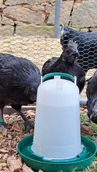 Kohouti Ayam Cemani, Cemanské slepice - 6