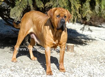 Tosa inu krycí pes - 6