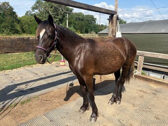 Welsh part bred klisna s PP - 6