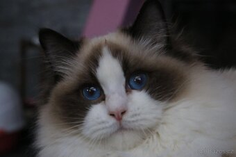 Ragamese koťata - 6