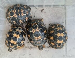 Prodám krásná mláďata želva paprsčitá - 6