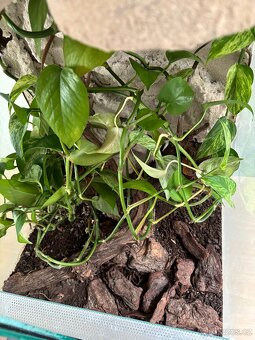 Terarium - 6