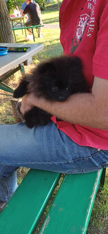 Pomeranian černá fenka s PP - 6