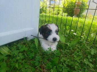 Jack Russell teriér ( Rusel teriér) s PP - 6