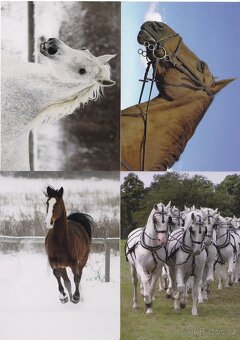 pohledy zvířat - 6