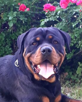 Rotweiler pes bez pp na kryti - 6