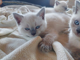 Koťátka – britská kočka – colorpoint - 6