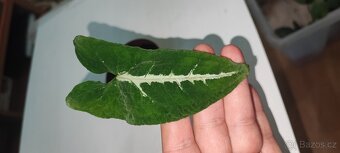 Syngonium různé druhy - 6