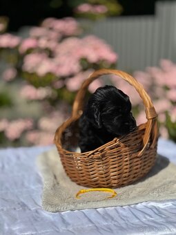 Flat Coated Retriever - štěňátka s PP - 6