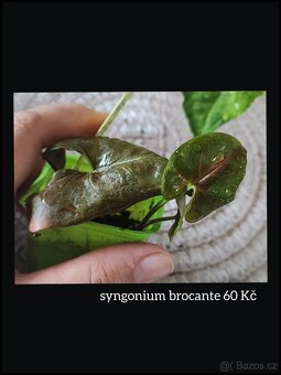 syngonium, monstera, epipremnum, philodendron - 6