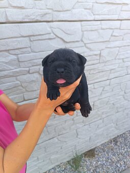 Cane Corso - 6