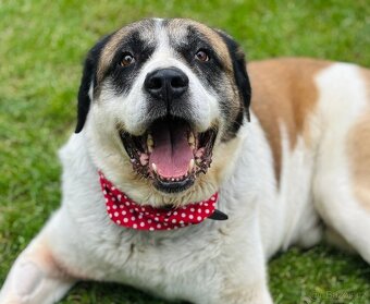 DAG - SAO 74 kg, kastrovaný psík 8 let - 6