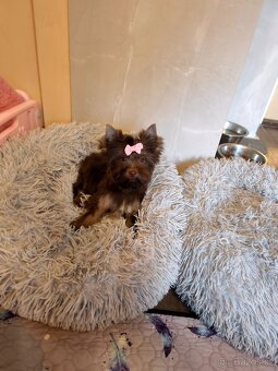 Štěňátka barevný jorkšírský teriér s pp - 6