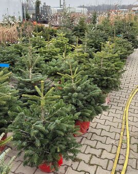 Vánoční stromeček v květináči - 6