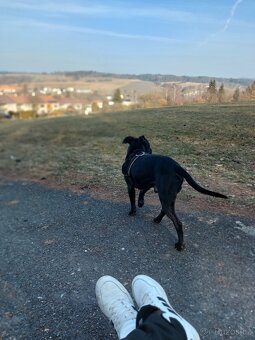 Darujem do dobrých rukou - 6