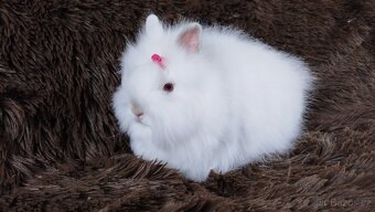 Zakrslý králík, králíček -(TEDDY)-HEIDY - 6