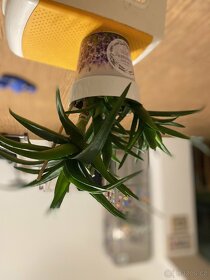 Aloe vera - 6
